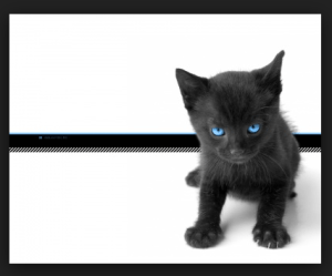 Gatet negre 2016-02-15 a les 9.08.54